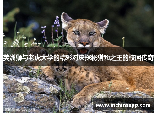 美洲狮与老虎大学的精彩对决探秘猎豹之王的校园传奇